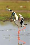 Black-necked Storkborder=